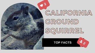 California Ground Squirrel facts  Beechey Ground Squirrel 