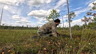 ЯГОДНЫЙ СЕЗОН. ДЕНЬГИ ИЗ ЛЕСА. ЗАРАБОТОК НА ЯГОДАХ. СБОР МОРОШКИ ДЛЯ ЗРИТЕЛЕЙ.