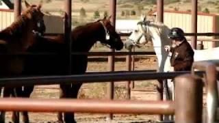 Rising from the ashes - CSU Equine Reproduction Laboratory