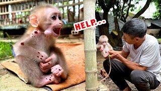 Poor baby monkey is chained to a post, what a sad day for me