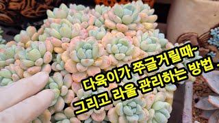 다육이 쭈글거림이 심할때 그리고 라울 관리하는방법 #多肉植物 #succulent plant #다육식물