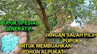 JANGAN SALAH PILIH PUPUK//AGAR POHON ALPUKAT CEPAT BERBUAH