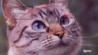 When Did Cats Become Domesticated | A Brief History Of Cats - GetHappy Wellness #catsvideo