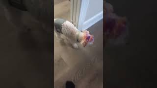 baby doggy#poodle #dog#viral #mohawk #doglover #opie #shorts #shortvideo