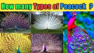 How many types of Peacocks? #peacock #wildanimals #beautifulcreatures #101