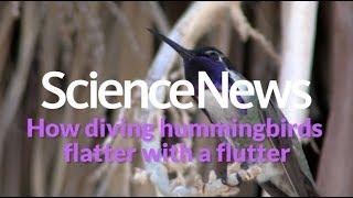 How diving hummingbirds flatter with a flutter | Science News