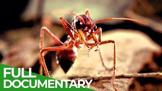 Micro Predators | Wild Ones | Episode 12 | Free Documentary Nature