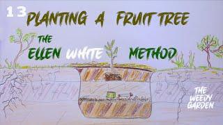 HOW TO PLANT A FRUIT TREE - the Ellen White method