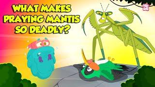 Praying Mantis - Deadliest Insect Ever | Kung Fu Mantis | Insects That Camouflage | Dr. Binocs Show