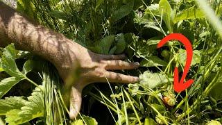 This Actually Worked! (Strawberry Experiment)