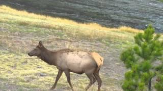 I want to ride an Elk