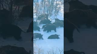 Giant Wild Boars in Snow  Karda Dev Domuz Sürüsü!