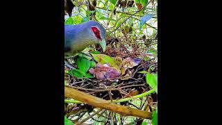 Bird hatching and brooding #3