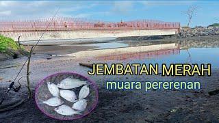 PENGHUNI JEMBATAN MERAH ,muara pererenan #mancingdimuara