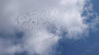 Flying With Storks