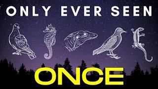 Found Once, Twice, or Thrice - 5 species that were discovered and then lost to science
