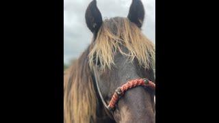How To Ride A Rocky Mountain Horse and Info On Riding Young Horses- Shane
