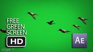 Free Green Screen - Flying Birds Animated (Moving) HD