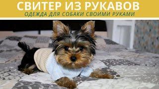 Как сшить одежду для собаки своими руками: шью свитер для йорка из рукавов (пошаговая инструкция)