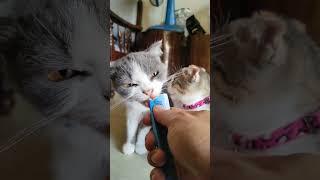 Relaxing with my pets HD Video no loop no sound dog and cat