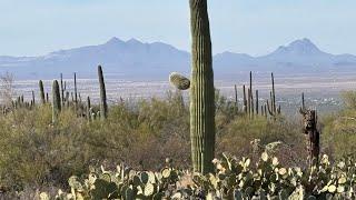 Found a massive amount ￼ of saguaro￼ ￼boots, and another odd object