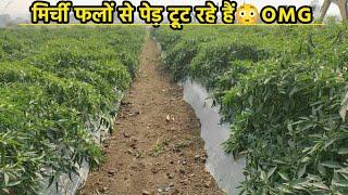 mirch ki kheti | advance agriculture | chilli farming