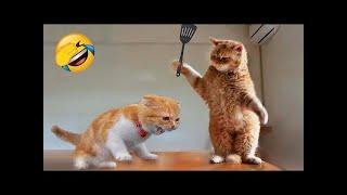 New Funny Cats 2024  Funny Cat Videos − Funny Cats