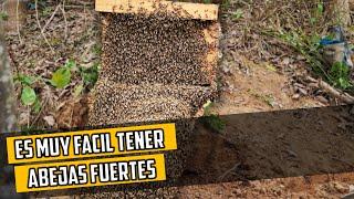 El Secreto para tener Abejas Sanas y Fuertes | Nutrición para las abejas 