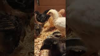 Chicks doing chicken stuff - Lap Chickens 8K Ultra HD