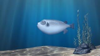 FUGU FISH [by Philippe Arthur] - JAPAN - SAD STORY #fugu #fishing #japan #cartoon #trending