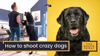 HOW TO: Photograph Boisterous Dogs | Dog Photography for beaut shots of loveable loonies like Frank