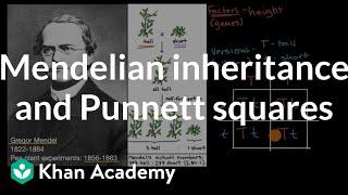 Mendelian inheritance and Punnett squares | High school biology | Khan Academy