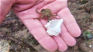 Homeless Hermit Crab Gets A New Home