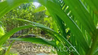 MH MAMUN VLOGS