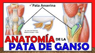  PATA DE GANSO Anatomía, (Pata Anserina). ¡Explicación Fácil y Sencilla!