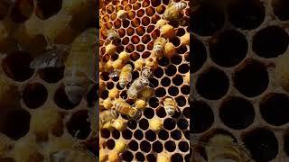 POV brood inspection with Cedar