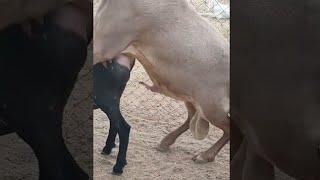 Amazing  Live Sheep Mating #sheep #amazing #live #mating #crossing #animals #breeding #farming