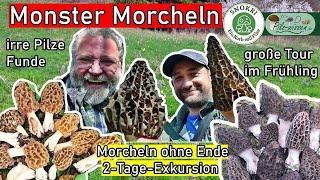 Monster Morchel gefunden - Morcheln ohne Ende - Pilze Exkursion an 2 Tagen im April 2024