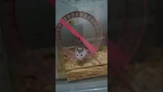 PLaytime ng MaLiLiit kong ALaga #hamster