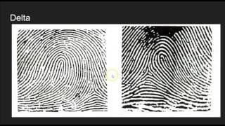 Fingerprint Features Video Three Type Lines and Deltas