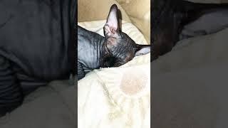 Sphynx cat sleaping Лысая кошка спит