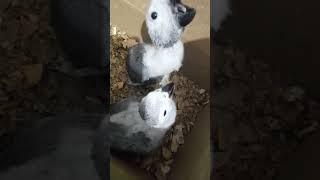 Talking Parrot | Congo African Grey Parrot | Growth By Days