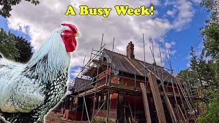 A Rat, Chickens, Scaffolding & A Busy Week!
