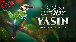 Surah Yaseen | Yasin | Episode 51 | Daily Quran Tilawat Surah Yasin Surah Rahman Surah yasin yaseen