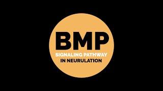 BMP Signaling Pathway In Neurulation