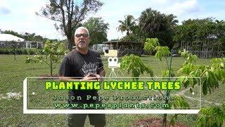 How to Plant Lychee - Planting a Litchi | Litchi Tree | Lychee Farm in Florida