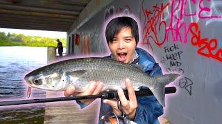 The Mullet Are Running! | Georges River Fishing