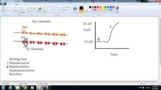 Action potential