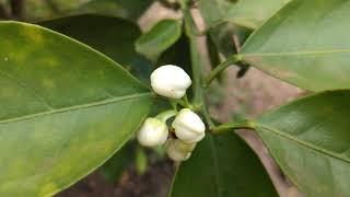 como fazer o pé de laranja produzir.