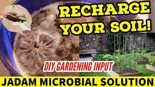 How to Collect Microbes for Free - JADAM Microbial Solution - Recharge Your Soil with Microorganisms